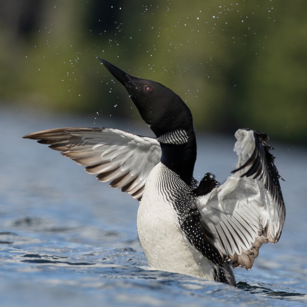 common loon, northern ontario, northwestern ontario, canada, sioux lookout, loon